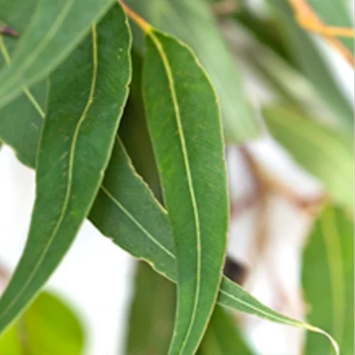 Eucalyptus citriodora essential oil product