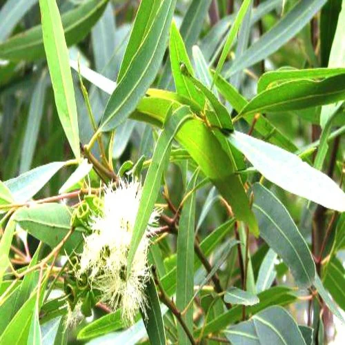 Eucalyptus citriodora essential oil bottle