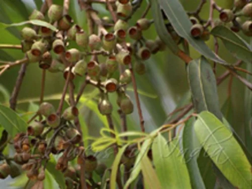 Paramenthane 3,8 Diol natural essential oil product